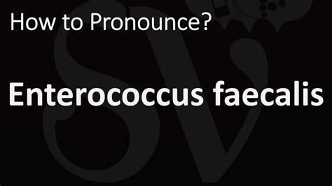 how to pronounce fecalysis|Faecalis .